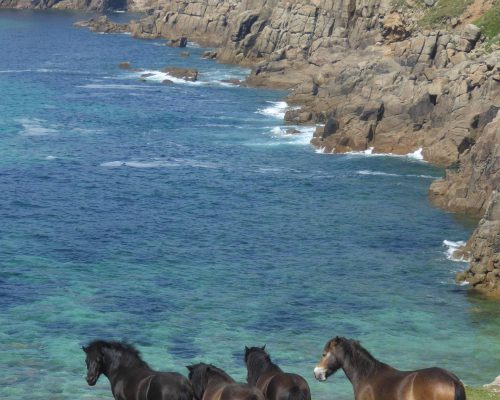 Guided walking break in Cornwall: the cult of the fruitcake festival