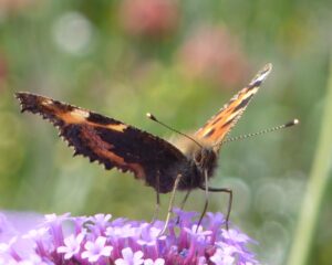 Read more about the article So many butterflies in Cornwall