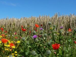 Read more about the article Colours and moods whilst walking in Cornwall